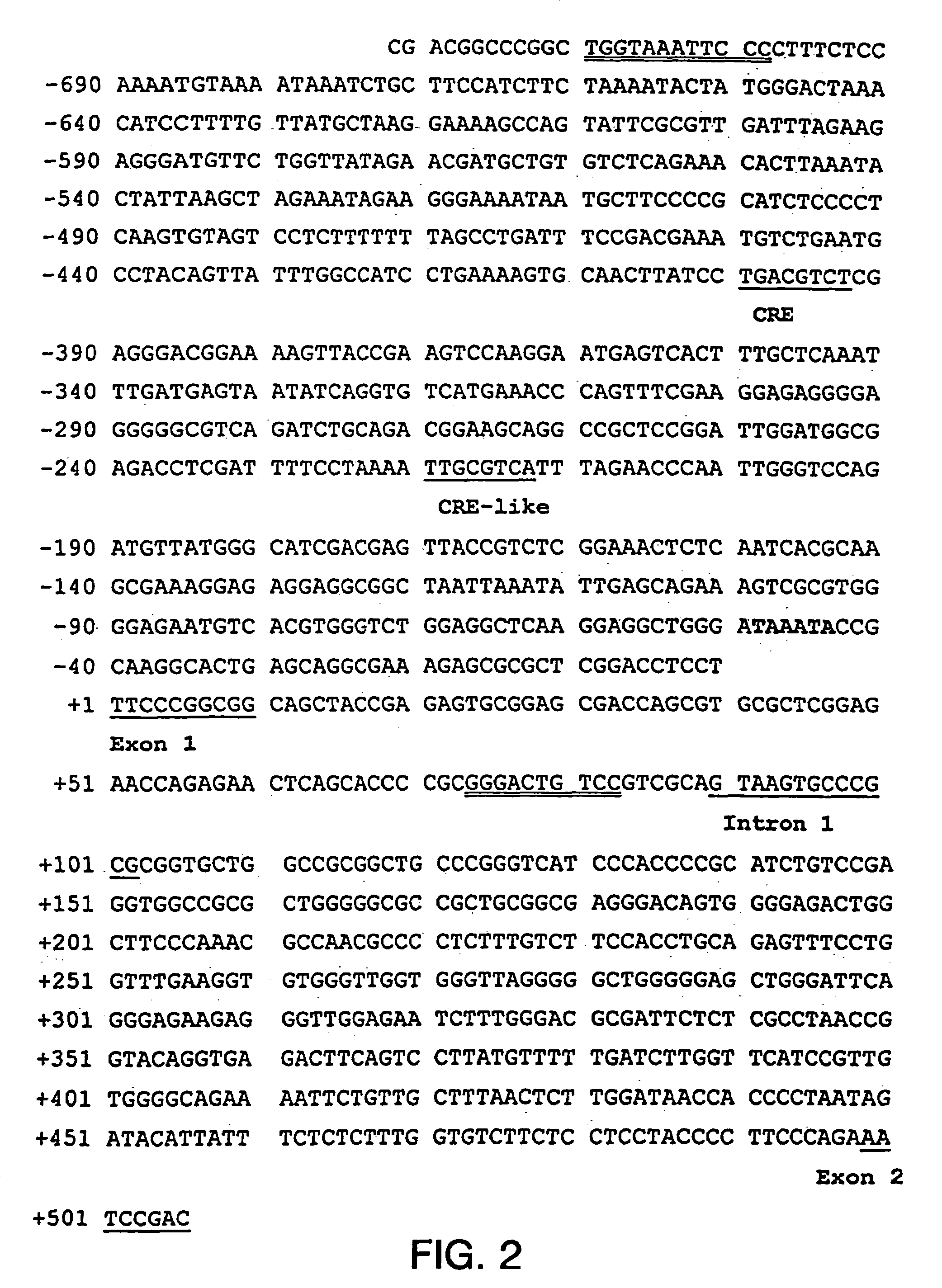 Human preprotachykinin gene promoter