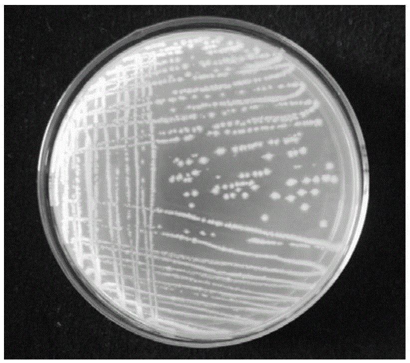 Bacillus subtilis CYY-25 and application thereof