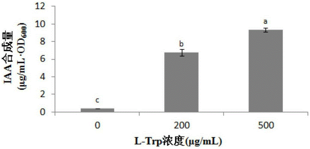 Bacillus subtilis CYY-25 and application thereof