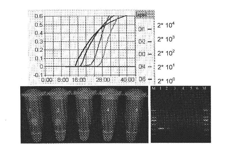 Loop-mediated isothermal amplification (LAMP) reaction primer for detecting subgroup-A avian leukosis virus (ALV-A)