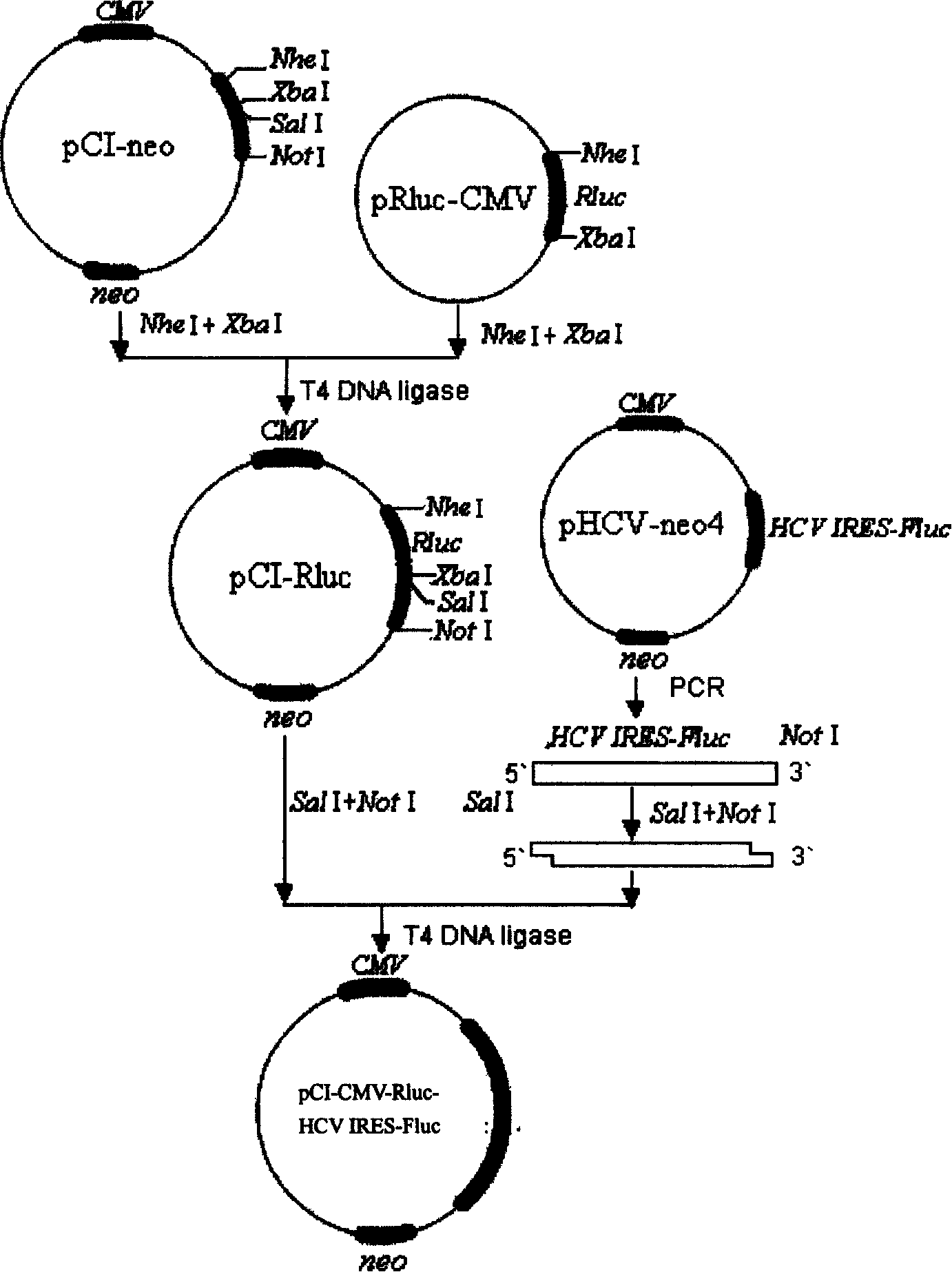 HCV transgene mouse model and its construction method and application