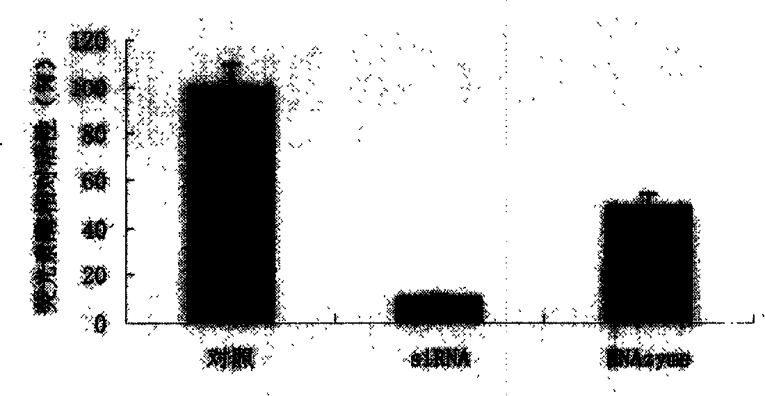 HCV transgene mouse model and its construction method and application