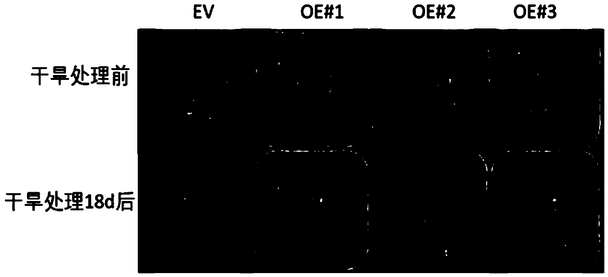 Grape VyCYP89A2 gene and encoding protein thereof as well as application of grape VyCYP89A2 gene in drought-resistant variety breeding