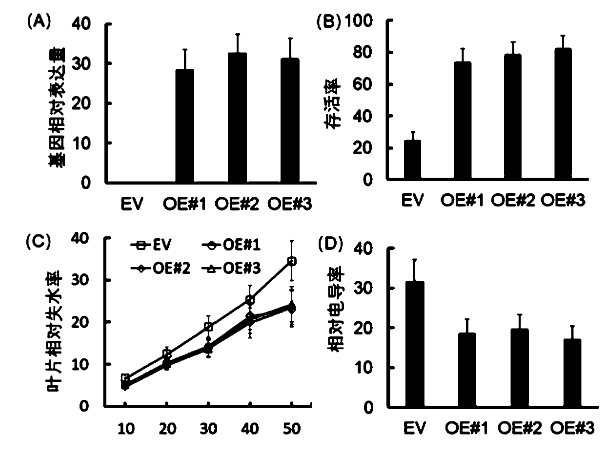 Grape VyCYP89A2 gene and encoding protein thereof as well as application of grape VyCYP89A2 gene in drought-resistant variety breeding