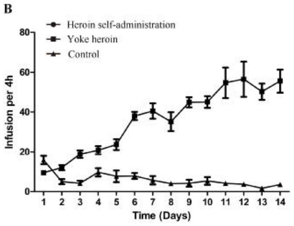 Application of GABRD methylation target in preparation of heroin relapse resisting drug