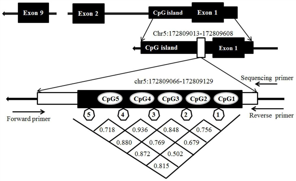 Application of GABRD methylation target in preparation of heroin relapse resisting drug