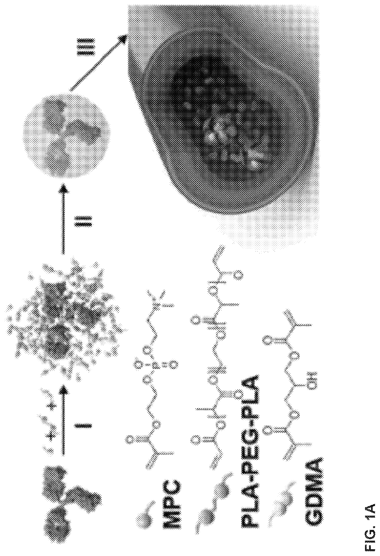 Delivery of macromolecules into the central nervous system via the bloodstream