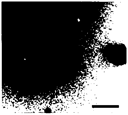 A peptide-based osteoblast targeting carrier and its preparation and application