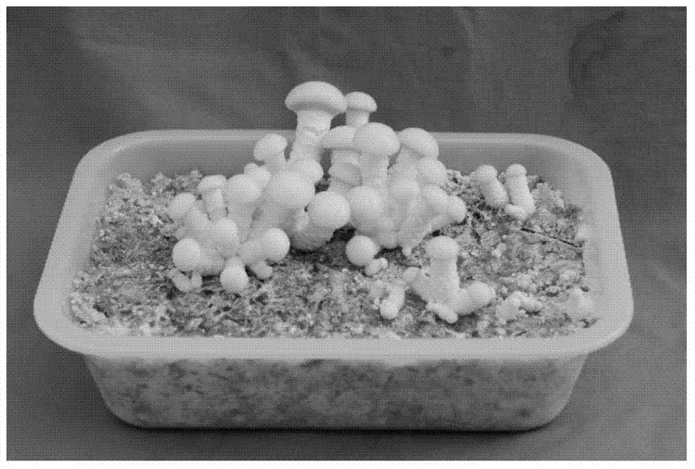 Pholiota nameko and culture method thereof