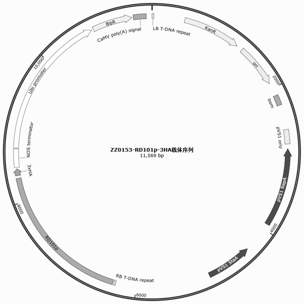 Maize drought induced expression gene ZmRD101 promoter and application thereof