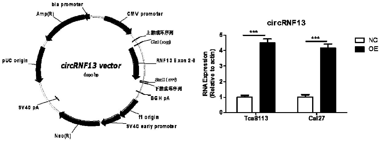 Application of reagents for detecting circular RNA circRNF13 in preparation of prognostic preparations for patients with tongue squamous cell carcinoma