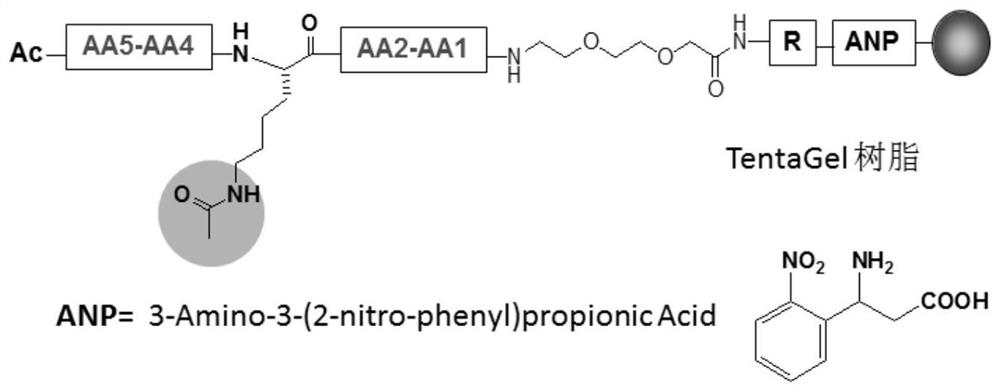 BRD4 protein targeting anti-tumor polypeptide and application thereof