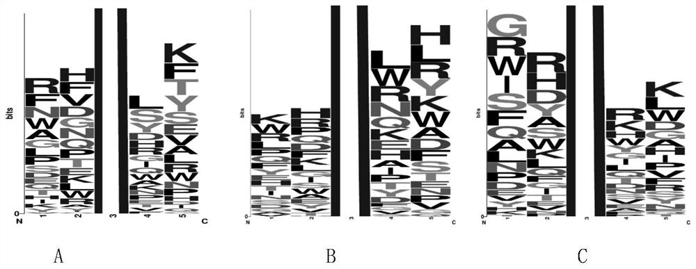 BRD4 protein targeting anti-tumor polypeptide and application thereof