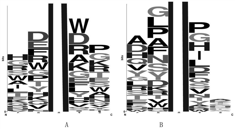 BRD4 protein targeting anti-tumor polypeptide and application thereof