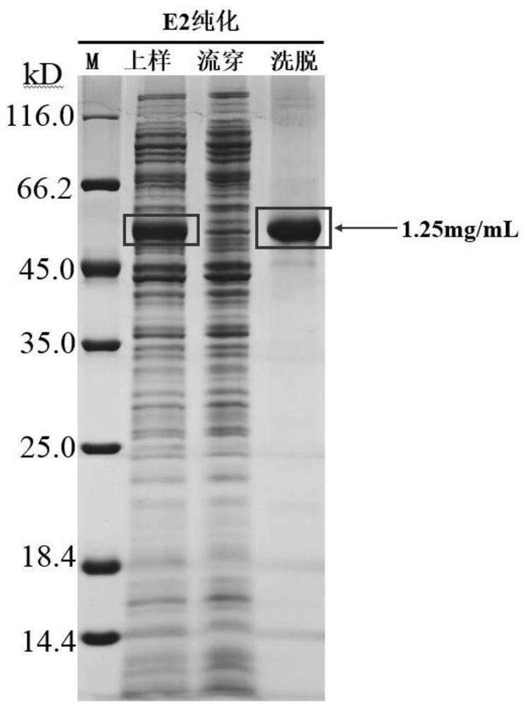 Classical swine fever virus E2-E0 fusion protein as well as preparation method and application thereof