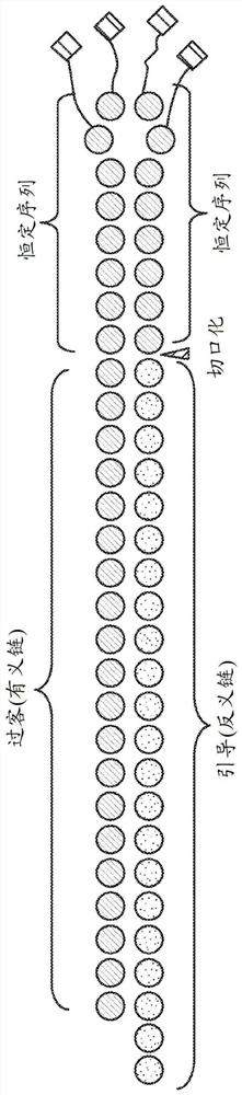 Methods and compositions for inhibiting expression of cyp27a1