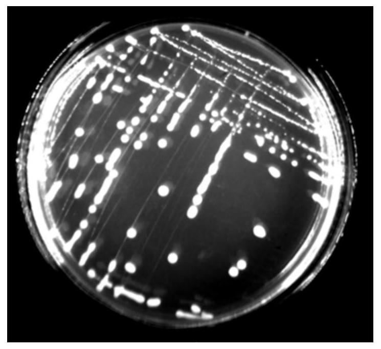 A kind of Lactobacillus fermentum jx306 with antioxidant function and its use