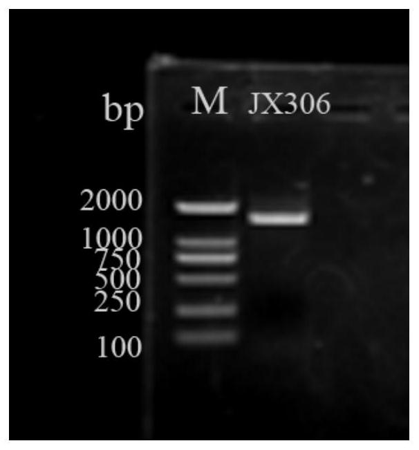 A kind of Lactobacillus fermentum jx306 with antioxidant function and its use