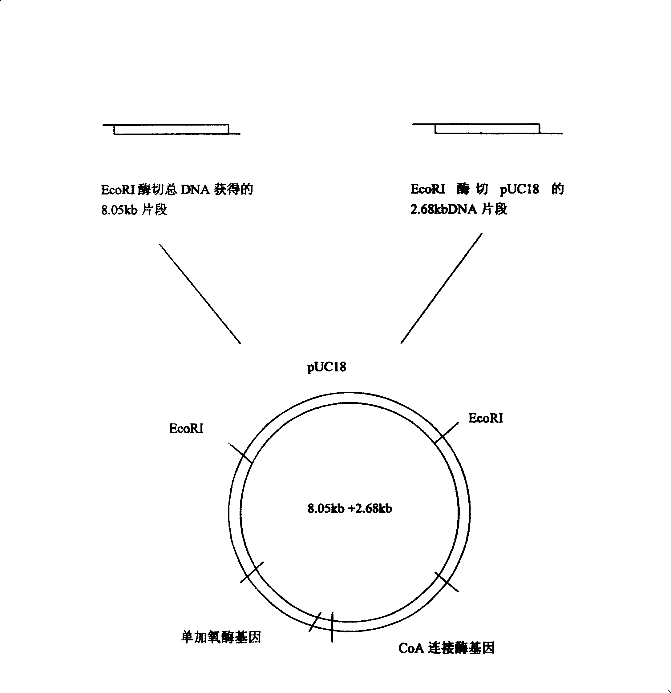 Ribotide sequence of 2-naphthanic acid degradation bacteria DNA segment and its preparation method and application