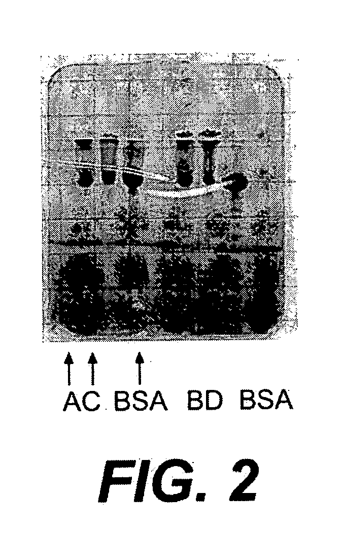 Use of amino-oxy functional groups in the preparation of protein-polysaccharide conjugate vaccines