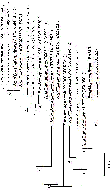 Penicillium oxalicum bam-1 and its separation and purification method and application