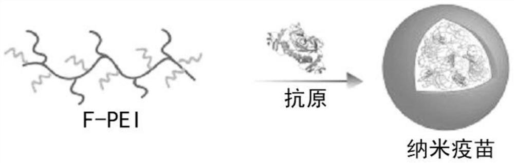 Application of fluorinated polyethyleneimine in preparation of vaccine or preparation for preventing/treating diseases caused by viruses/bacteria