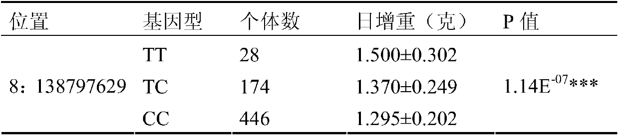 SNP (single nucleotide polymorphism) molecular marker with influence on birth weight characters of pigs and application of SNP molecular marker