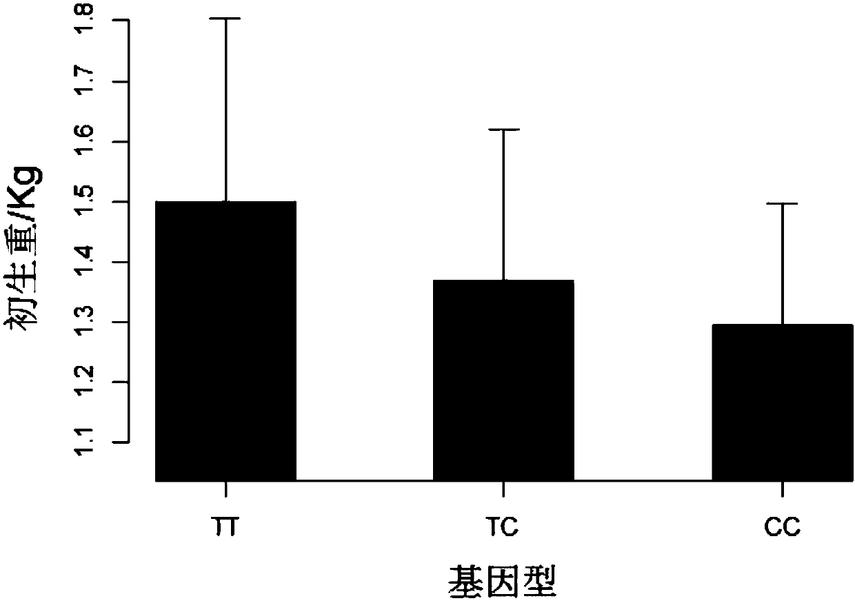 SNP (single nucleotide polymorphism) molecular marker with influence on birth weight characters of pigs and application of SNP molecular marker