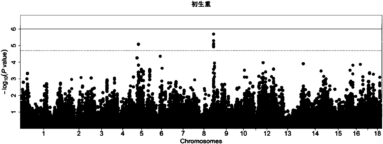 SNP (single nucleotide polymorphism) molecular marker with influence on birth weight characters of pigs and application of SNP molecular marker