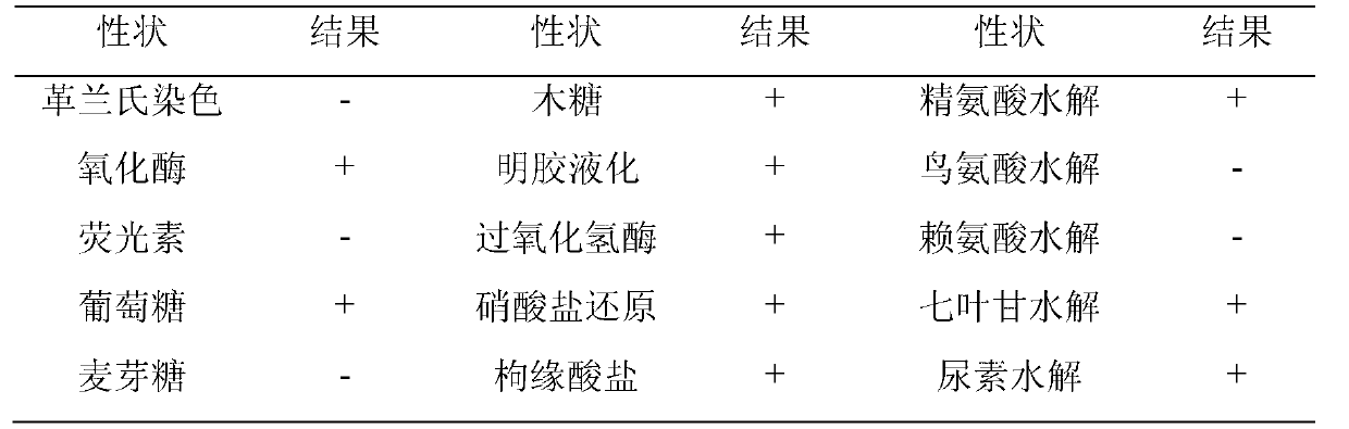 Biocontrol strain BF 6 for preventing and treating tomato yellow leaf curl virus and application thereof