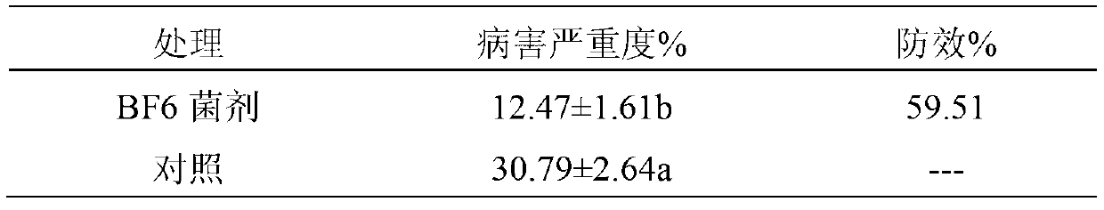 Biocontrol strain BF 6 for preventing and treating tomato yellow leaf curl virus and application thereof