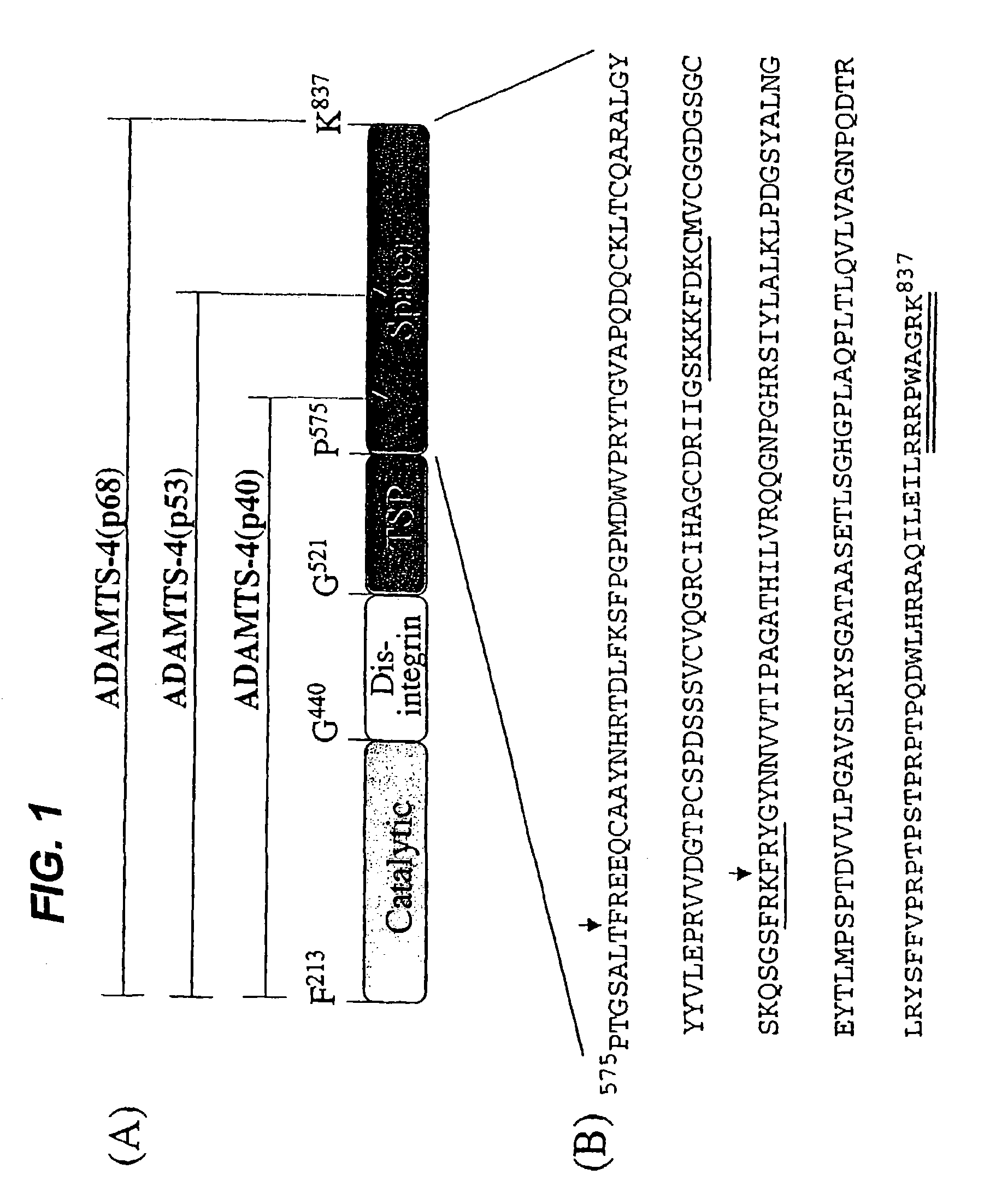 Modified ADAMTS4 molecules and method of use thereof