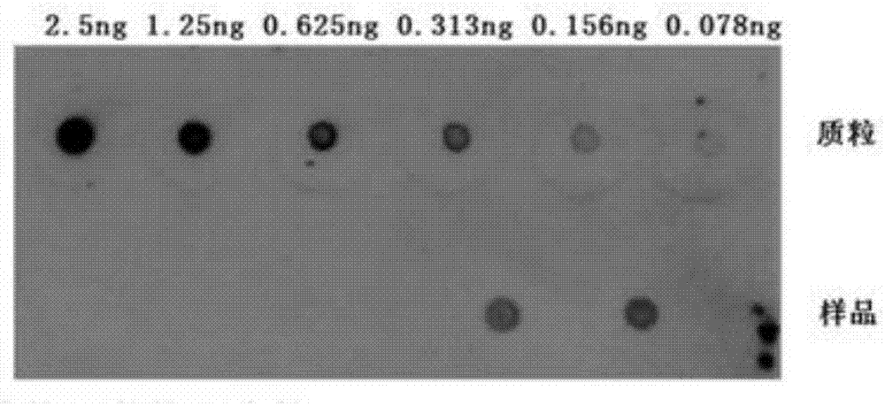 Digoxin probe for human-derived MANF gene detection and application thereof