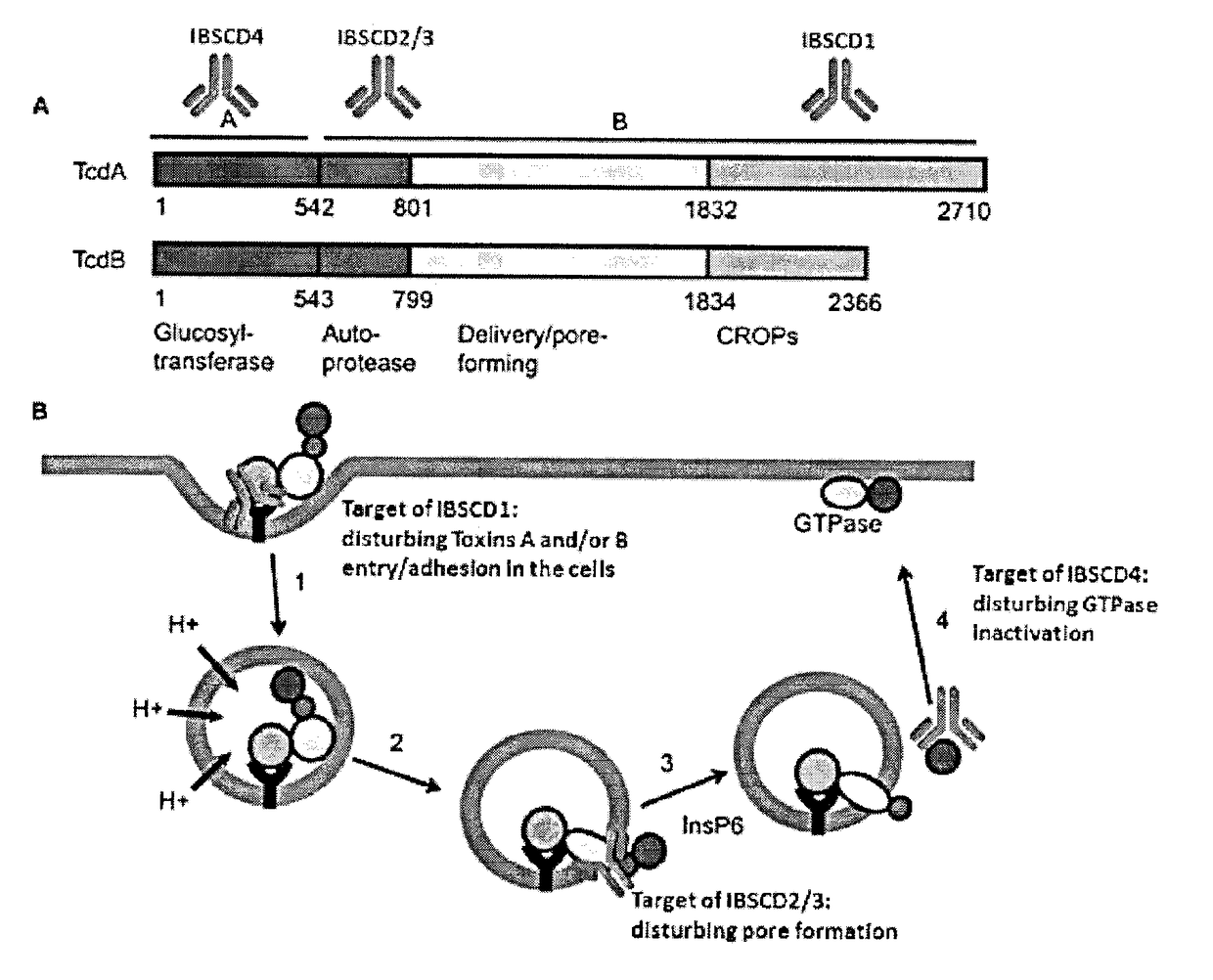 Clostridium Difficile Toxins a and/or B Antigen and Epitope Antibody, and Pharmaceutical Uses Thereof