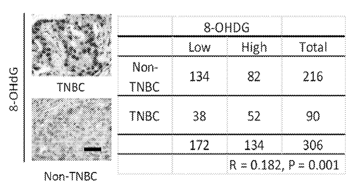 Prediction of response to parp inhibitors and combinational therapy targeting c-met and parp1