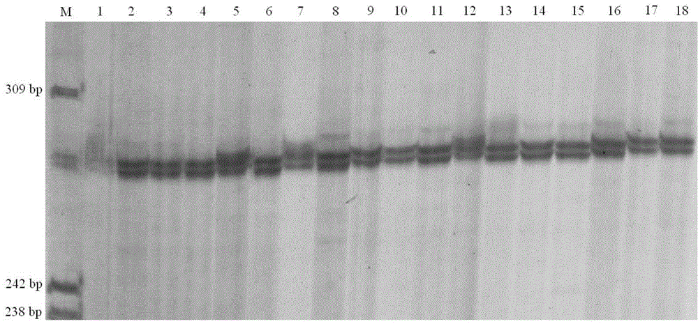 Method for rapidly detecting microsatellite markers of Charybdis feriatus