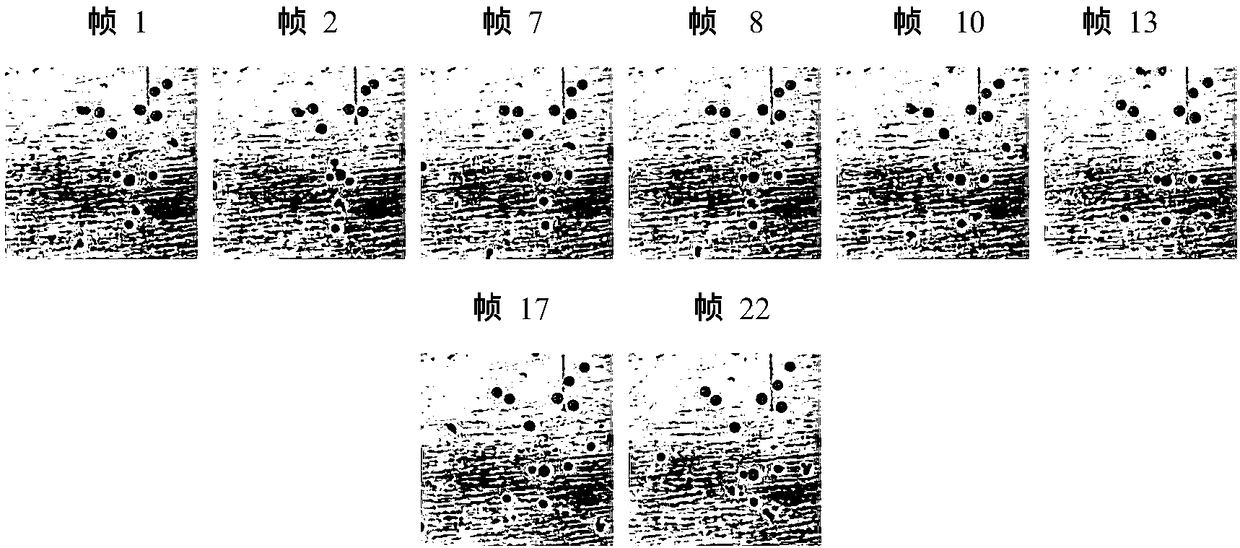 An ant colony aggregation cell tracking system based on potential estimation