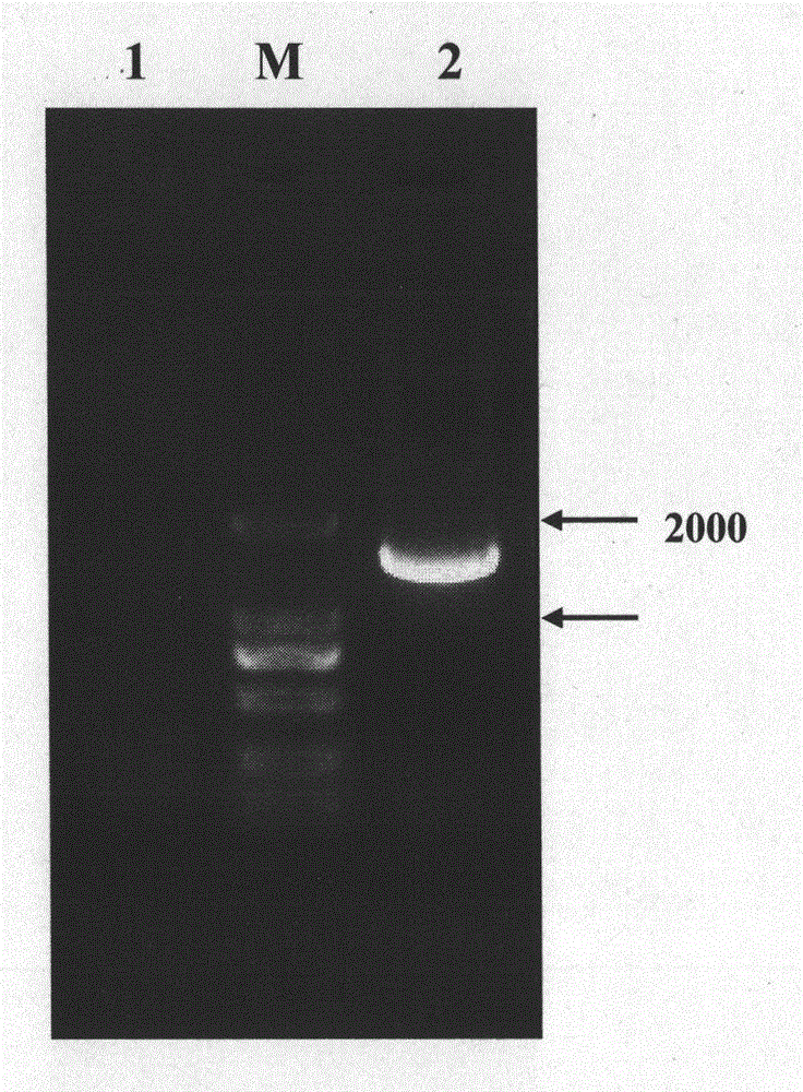 Method for constructing piggyBac transposon vector for producing transgenic goat and application thereof