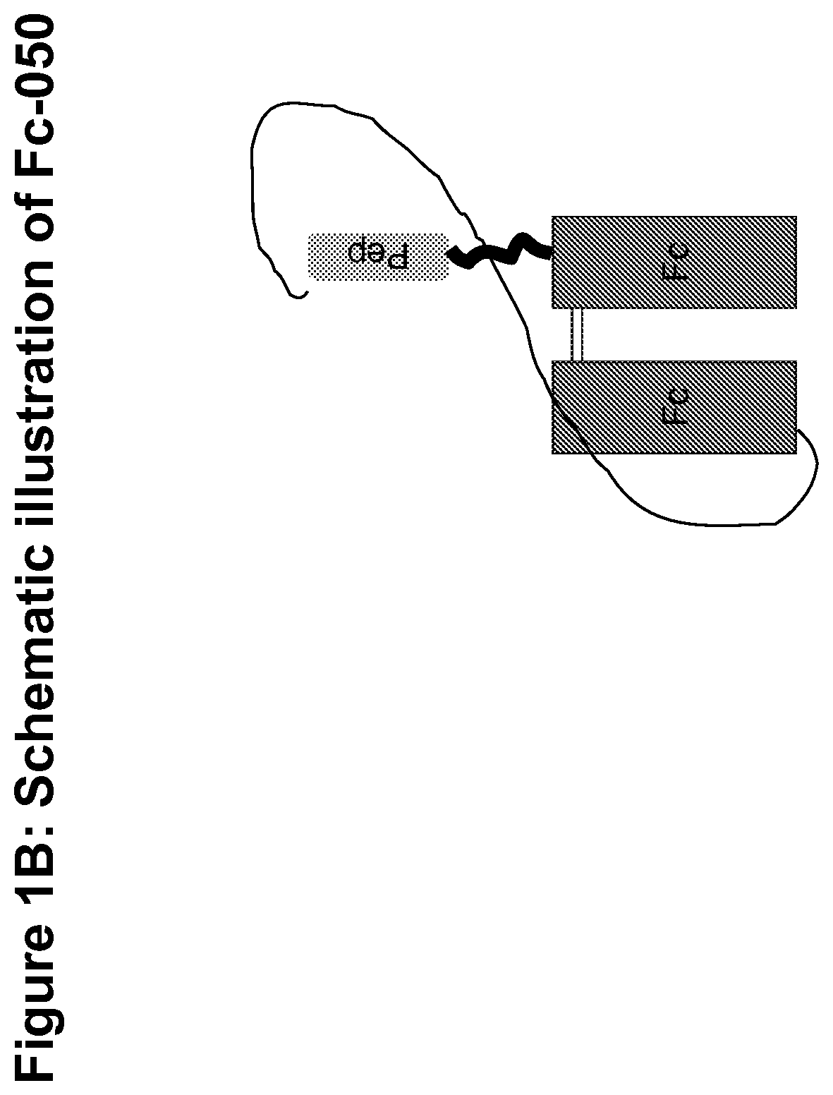 Procoagulant fusion compound