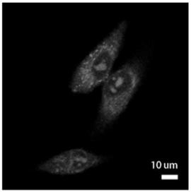 A near-infrared high quantum yield dye and its preparation and application