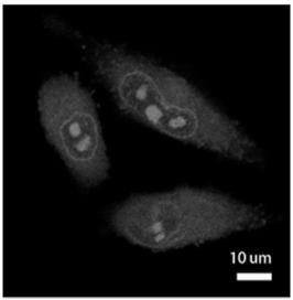 A near-infrared high quantum yield dye and its preparation and application