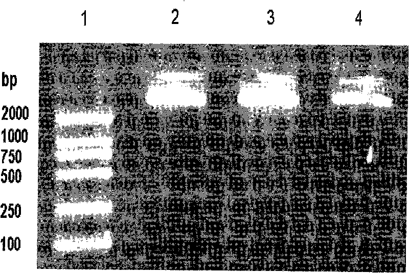 Double-functional fusion protein based on antibacterial peptide, preparation method and applicaitoin thereof