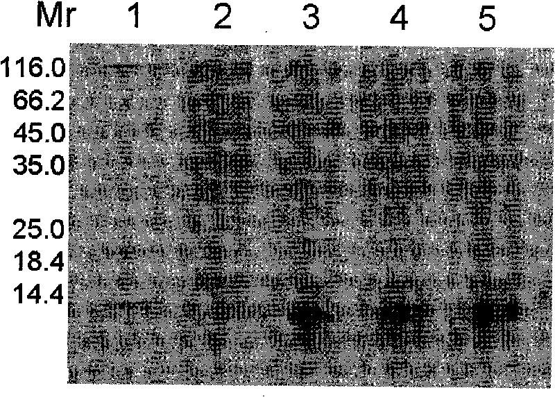 Double-functional fusion protein based on antibacterial peptide, preparation method and applicaitoin thereof