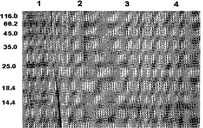 Double-functional fusion protein based on antibacterial peptide, preparation method and applicaitoin thereof