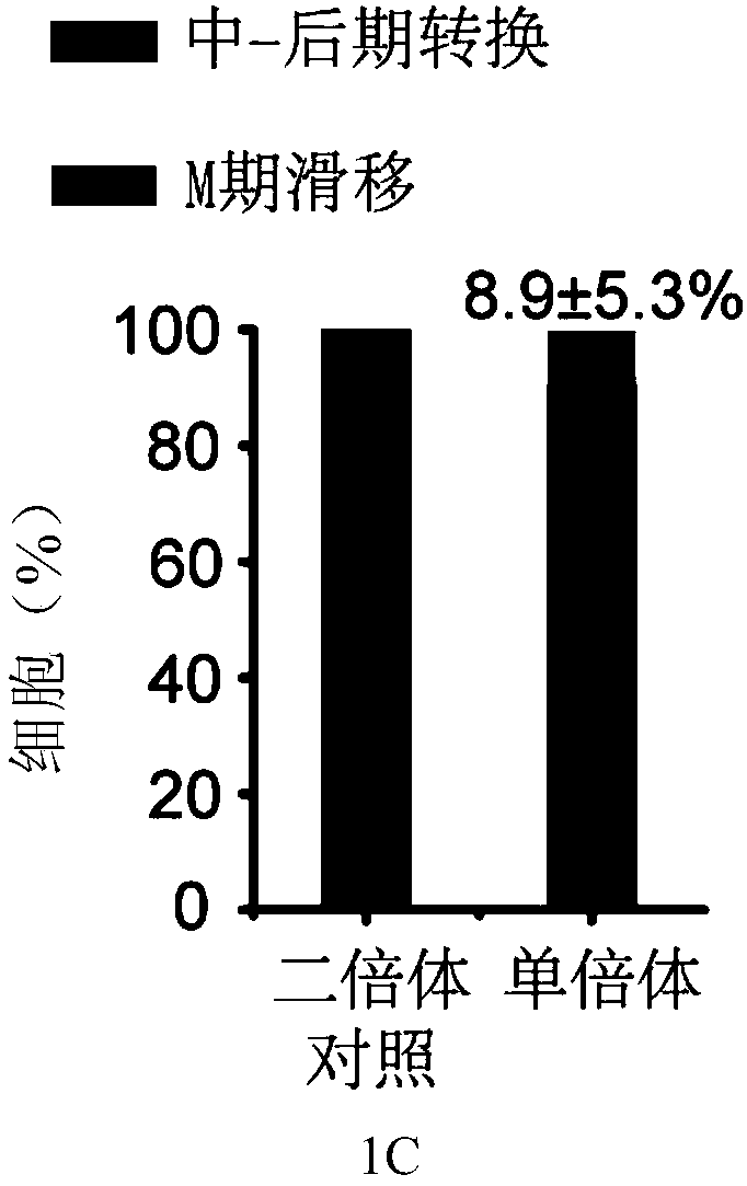 Use of protein kinase inhibitor for inhibiting diploidization of haploid cells