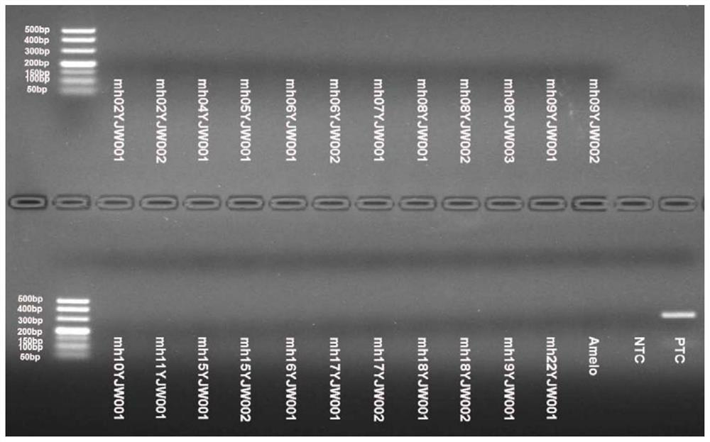 A compound amplification system for analyzing micro-haplotypes of degraded samples and its construction method