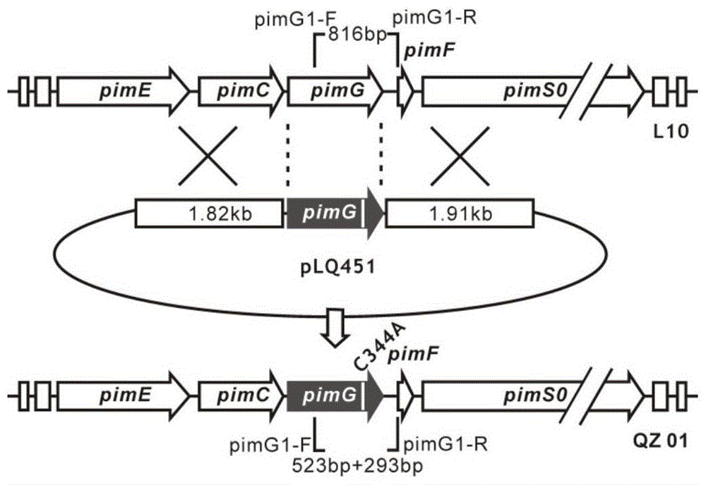 Pimaricin derivatives with high efficiency and low toxicity, their preparation methods and applications