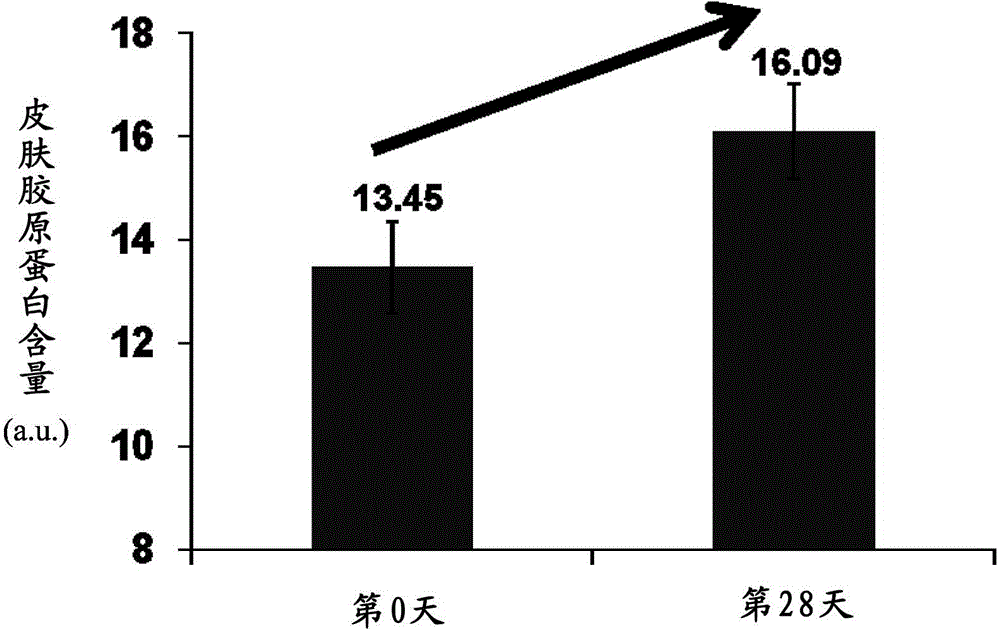 Method for enhancing collagen secretion and preventing cutaneous aging using chenopodium formosanum extract