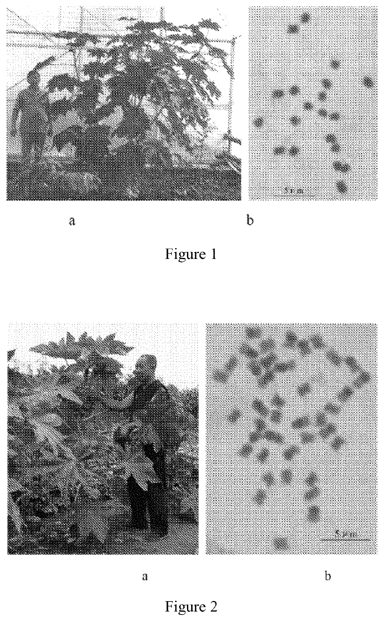 Breeding method for tetraploid <i>Ricinus communis</i>