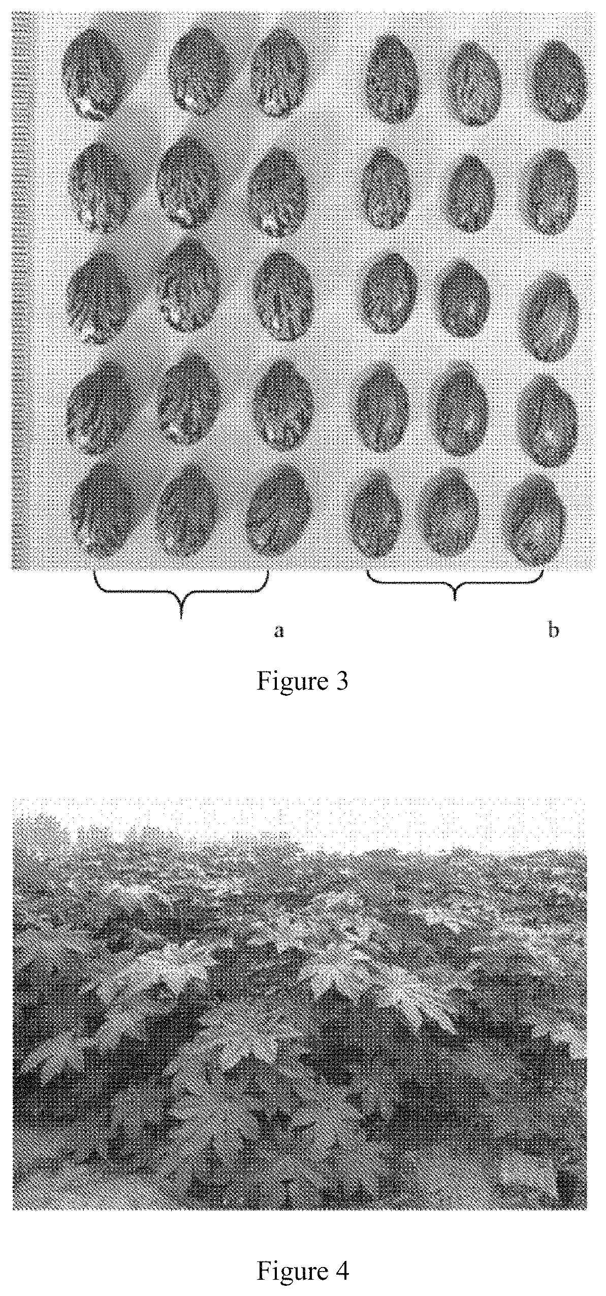 Breeding method for tetraploid <i>Ricinus communis</i>